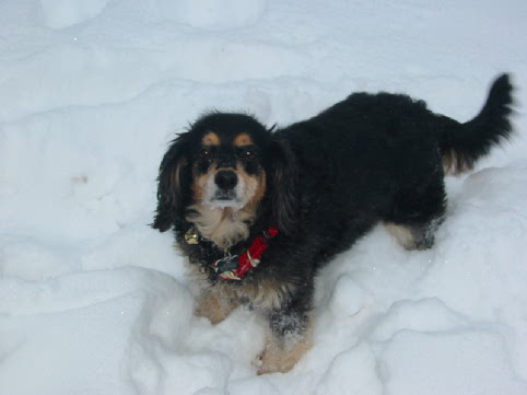 Maddie enjoys the snow of a very nice White Christmas<